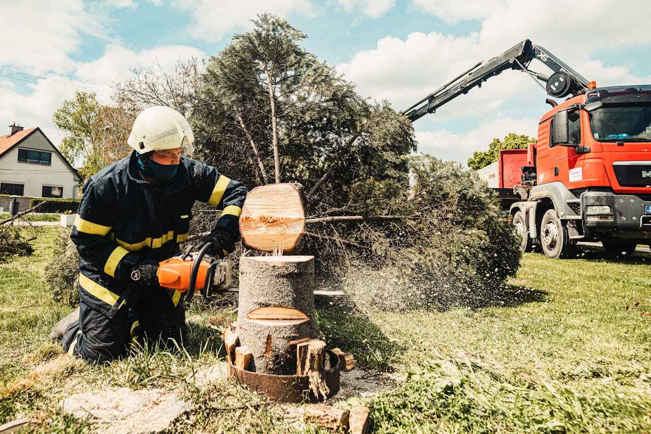 The Steps Involved in Our Tree Care Process in St James, MO